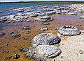 Image 30Lithified stromatolites on the shores of Lake Thetis, Western Australia. Archean stromatolites are the first direct fossil traces of life on Earth. (from History of Earth)
