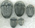 Image 41Trilobites first appeared during the Cambrian period and were among the most widespread and diverse groups of Paleozoic organisms. (from History of Earth)