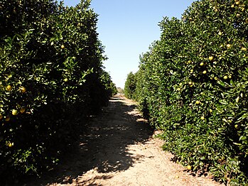 A grove of Valencia oranges in Florida