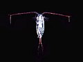 Image 104A copepod (from Arctic Ocean)