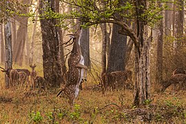 A chital (Axis axis) stag in the Nagarhole National Park in a region covered by a moderately dense[o] forest.