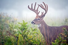 A red-brown colored deer with antlers stands in a meadow with high grasses.