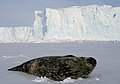 Image 77Weddell seals (Leptonychotes weddellii) are the most southerly of Antarctic mammals. (from Southern Ocean)