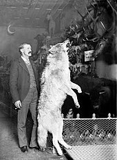 Photo of Breckenridge naturalist Edwin Carter standing next to a taxidermied gray wolf killed in the Colorado Rockies, circa. 1890–1900