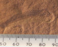 Image 8A 580 million year old fossil of Spriggina floundensi, an animal from the Ediacaran period. Such life forms could have been ancestors to the many new forms that originated in the Cambrian Explosion. (from History of Earth)