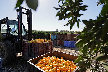 Harvest, Israel