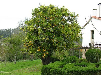 Mature tree in Galicia, Spain, fruiting in November