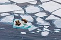 Image 30Walruses on Arctic ice floe (from Arctic Ocean)
