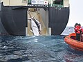 Image 42An adult and sub-adult Minke whale are dragged aboard the Japanese whaling vessel Nisshin Maru. (from Southern Ocean)