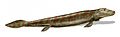 Image 7Tiktaalik, a fish with limb-like fins and a predecessor of tetrapods. Reconstruction from fossils about 375 million years old. (from History of Earth)