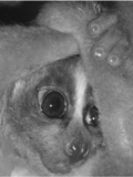 Gray photo of a loris