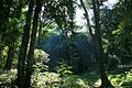 Rainforest in Borneo