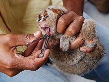 A small, the young slow loris is gripped by its limbs while its front teeth are cut with a fingernail cutter