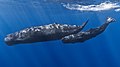  A mother sperm whale and her calf in the Indian Ocean off the coast of Mauritius
