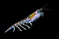 Image 69Antarctic krill (Euphausia superba) are a keystone species of the food web. (from Southern Ocean)
