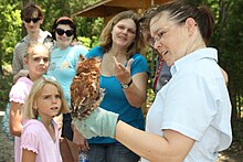 A small screech owl is held by a woman as a group of five watch.