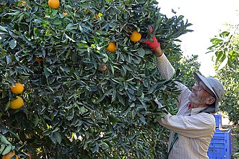 Picking oranges, Israel