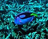 Coral reef fish pacific blue tan paracanthurus hepatus