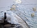 Image 94Three polar bears approach USS Honolulu near the North Pole. (from Arctic Ocean)