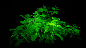 Plants glowing from auto luminescence