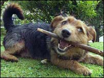 A dog with a stick, BBC