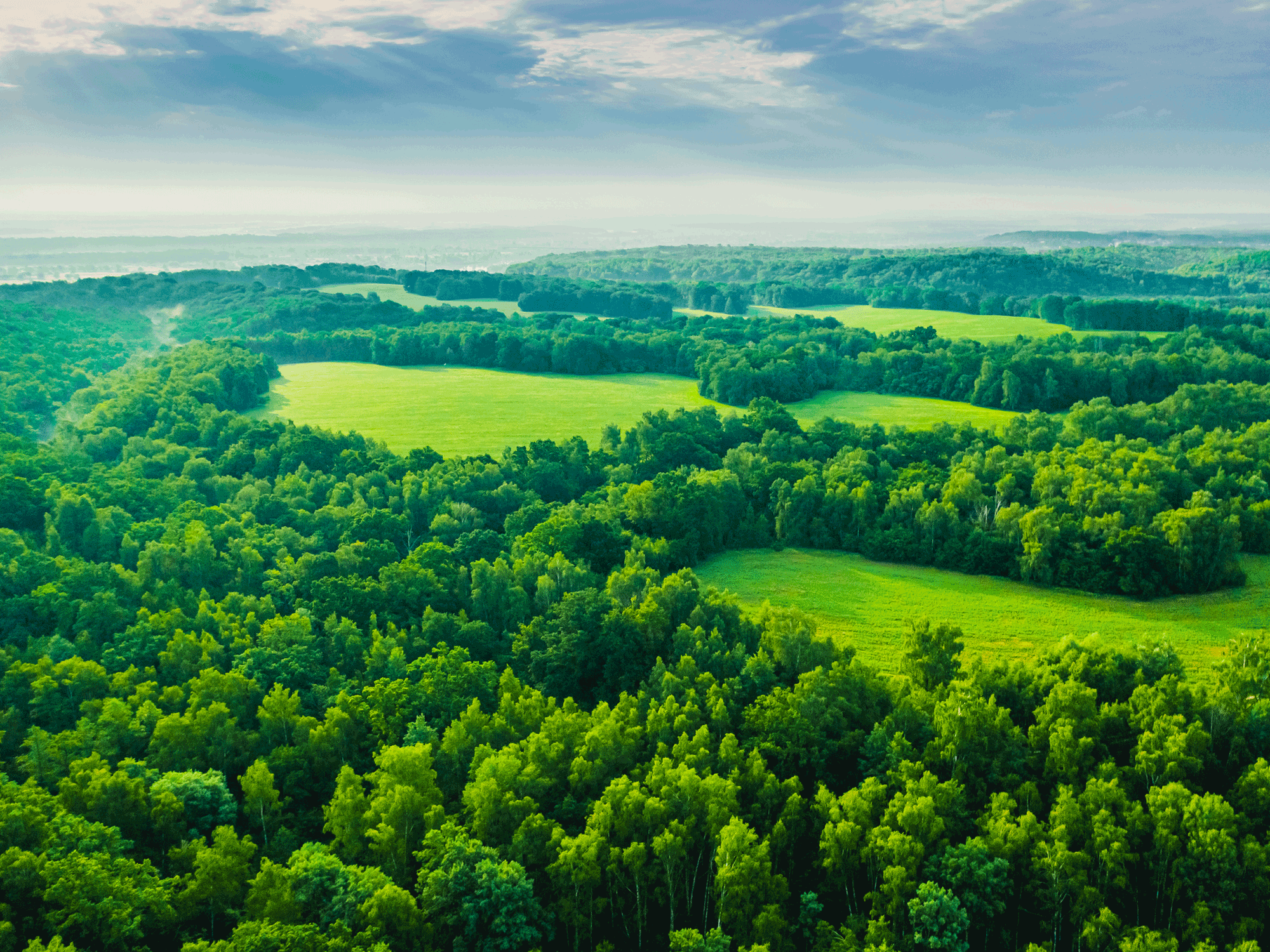 web forest-aerial-view-drone-photography-spring-field-sustainability-protection-of-nature - Credit: iiievgeniy iStock - 1474600581