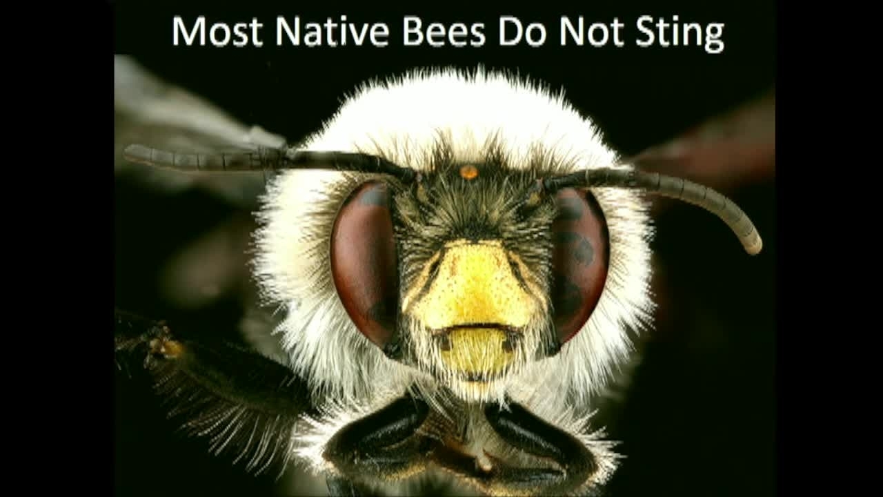 NIST Colloquium Series: Are Bees Declining? Measuring the Status of 4,000 U.S. Bee Species