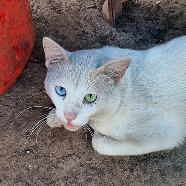 A Pet Cat with Heterochromia