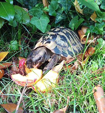Small land turtle eating apples