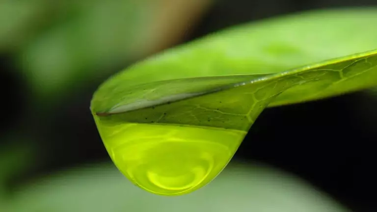 Close-up image of a green leaf with a water droplet on it