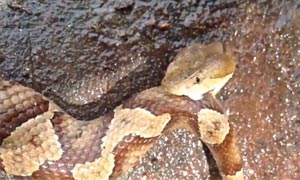 Decapitated copperhead snake's head bites itself - video