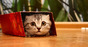 Cat in a small box photo via Shutterstock