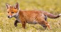 Fox cub photo via Shutterstock