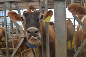 Brown and white crossbred dairy cow with blue tracking collar