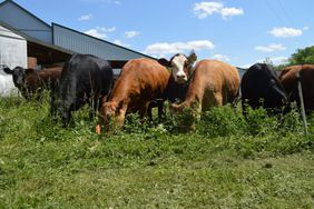 Beef cows grazing